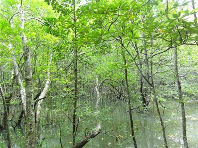 Mangrove, Langkawi