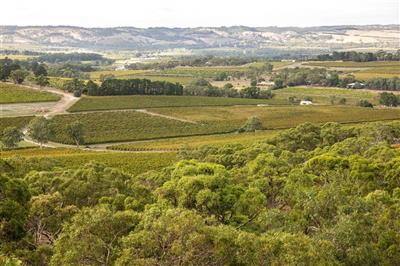 McLaren Vale (Bron: Tourism Australia)