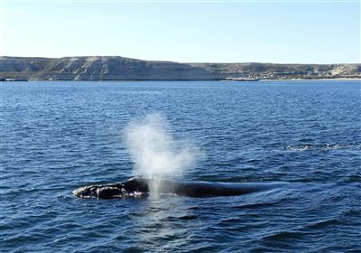 Meet the Whales, Puerto Piramides