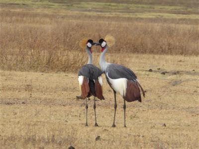 Ngorogoro National Park