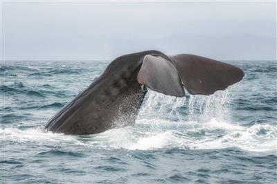 Nieuw-Zeeland, Zuidereiland, Kaikoura, Walvis