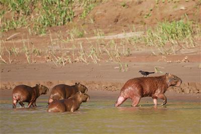 NP Tambopata - Capibaras