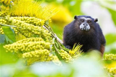 NP Tambopata - Saddleback Tamarin