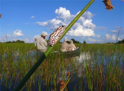 Okavango Delta