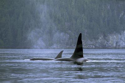 Orka's bij Vancouver Island