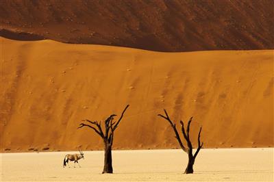 Oryx in de Deadvlei