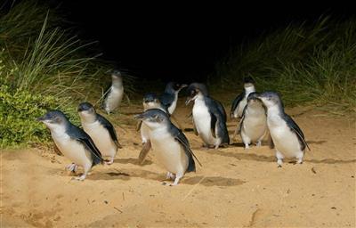 Phillip Island Nature Park