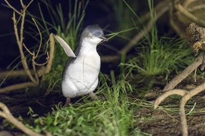 Phillip Island Nature Park