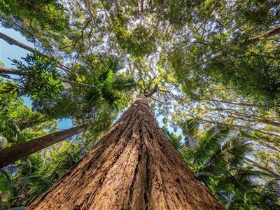 Pile Valley, Fraser Island, Australië (Bron: Tourism and Events Queensland)