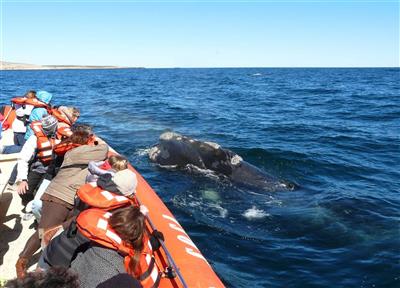 Puerto Pirámides, Argentinië