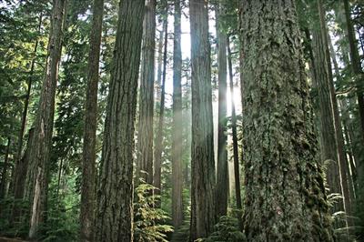 Regenwoud in het Pacific Rim National Park