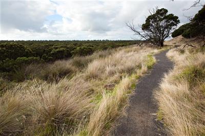 Rhyll Wetlands, Phillip Island