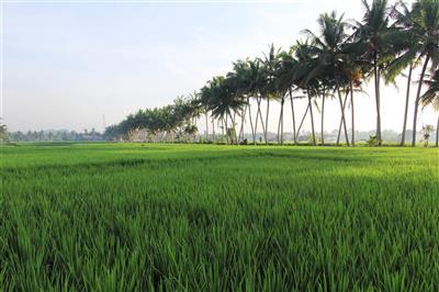 Rijstvelden in Ubud