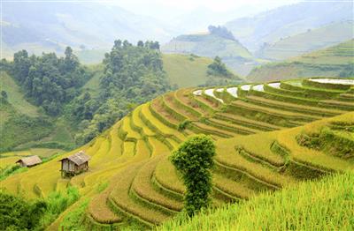 Rijstvelden, Vietnam