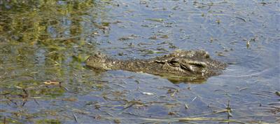 'Salties' in Kakadu National Park