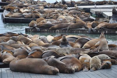 San Francisco Pier 39