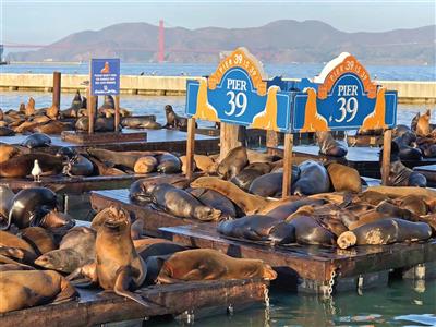 San Francisco, Pier 39