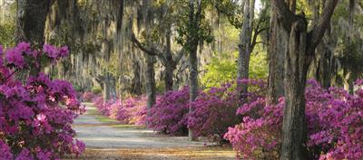 Savannah, The Deep South