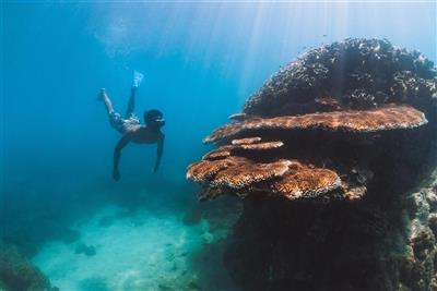 Snorkelen bij Whitehaven Beach (Bron: Tourism and Events Queensland)