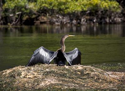 Wakulla Springs