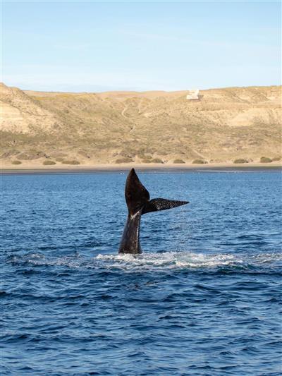 Walvis spotten in Puerto Piramides