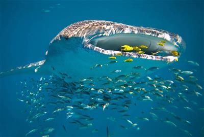 Whale Shark in het Ningaloo Reef