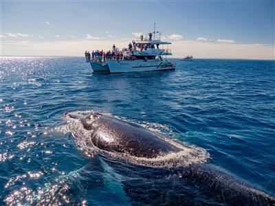 Whale Watching, Fraser Island Australië (Bron: Tourism & Events Queensland)