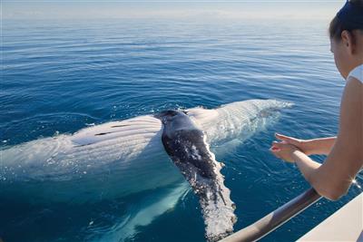 Whale Watching, Fraser Island Australië (Bron: Tourism & Events Queensland)