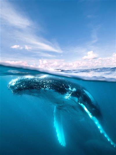 Whale Watching, Fraser Island Australië (Bron: Tourism & Events Queensland)