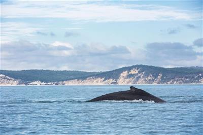 Whale Watching, Fraser Island Australië (Bron: Tourism & Events Queensland)