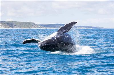 Whale Watching, Fraser Island Australië (Bron: Tourism & Events Queensland)