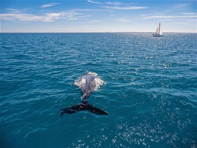 Whale Watching, Fraser Island Australië (Bron: Tourism & Events Queensland)