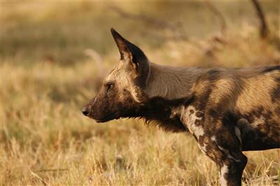 Wild Dog, Moremi, Botswana