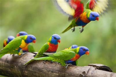 Wildlife, Atherton Tablelands