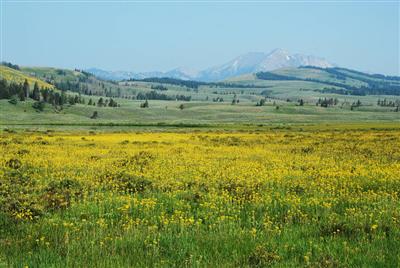 Yellowstone National Park, USA