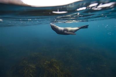 Zeehond (Bron: Sean Scott Photography)