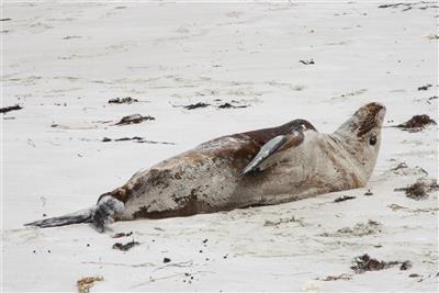 Zeehond, Kangaroo Island, Zuidelijk Australië