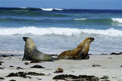 Zeeleeuwen bij Seal Bay